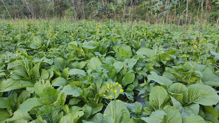 Fresh Green Mustard. Green Vegetables Field in Central Java Indonesia.