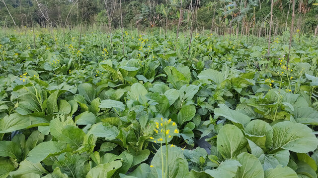 Fresh Green Mustard. Green Vegetables Field in Central Java Indonesia.