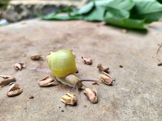 snail on the beach