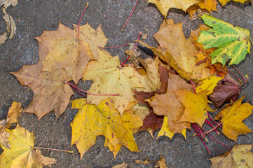 autumn leaves on the ground