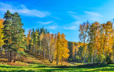 Mown meadow with green grass near autumn forest on hill with colorful bright foliage. Picturesque fall landscape - golden birch trees and green pines at warm sunny day. Autumnal palete of nature