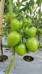 Green Tomatoes Growing on The Branches. Central Java Indonesia.