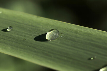 raindrops on the green leaf