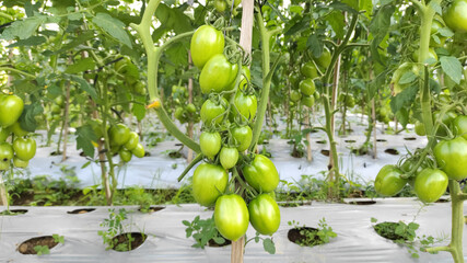 Tomatoes with Green Leaves Growing on Mulch Plastic in The Fields. Central Java Indonesia.