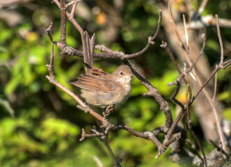 A small  Whitethroat (Sylvia communis)  sits on dry branches on a Sunny day. Khanty-Mansiysk. Western Siberia. Russia.