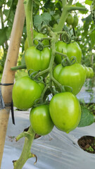 Green Tomatoes Growing on The Branches. Central Java Indonesia.