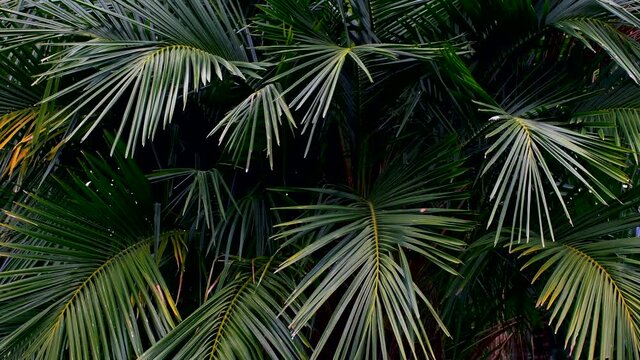 tropical palm leaves swaying in nature
