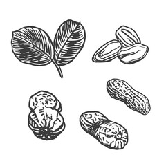 Sketch vector illustration of peanut. Engraving style hand drawn nuts.