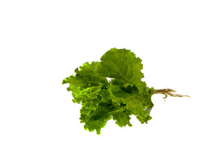 lettuce greens isolated on white background