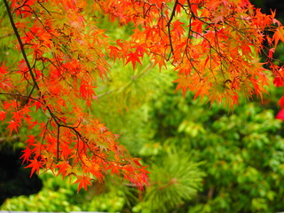 紅葉