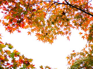 紅葉