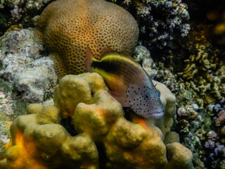 freckled hawkfish lies on yellow corals in the red sea