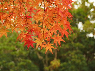 紅葉