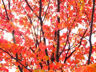 一面に広がる紅葉