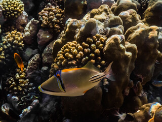 picasso triggerfish at corals in the red sea large view