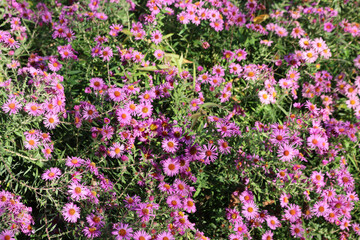 PInk Aster flowers in the garden. Aster Frikarti flowers on autumn