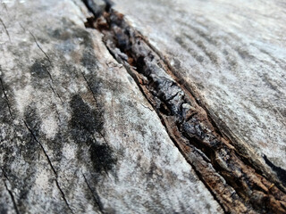 Abstract Wood Plank Background For Publication Design Work