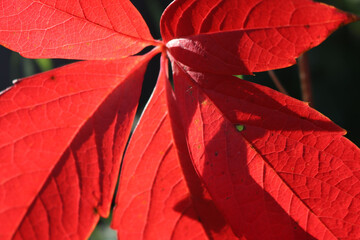 Virginia creeper plant in autmn. Red climbing vine Parthenocissus quinquefolia