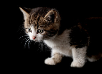 Kitten portrait isolated on black background.