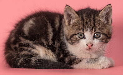 Kitten portrait isolated on pink background.