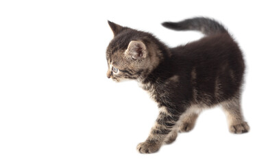 Kitten isolated on a white background.