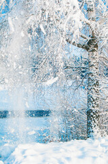 the snow on the tree branches in a Sunny winter day
