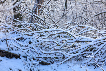 Snow on the branches of a tree.