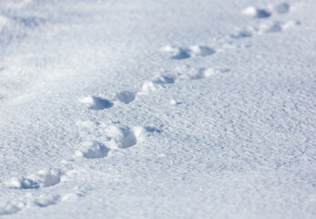 Dog footprints in the snow.