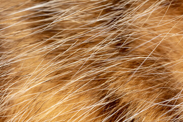 Close up of cat fur as background.