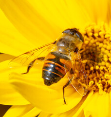 Close-up of a bee on a yellow flower.