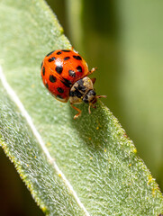 Close-up of a ladybug on a green leaf.