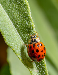 Close-up of a ladybug on a green leaf.
