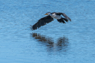 Little Pied Cormorant flying over the water