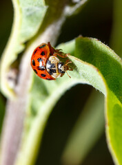 Fototapeta premium Close-up of a ladybug on a green leaf.