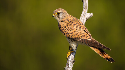 Female common kestrel, falco tinnunculus, sitting on a branch in summer nature and looking aside with copy space. Bird of prey with brown feathers perches on a tree illuminated by morning sun.