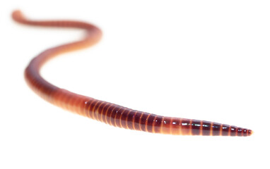 Earthworm on a white background.