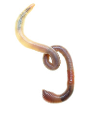 Earthworm on a white background.