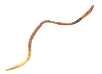 Earthworm on a white background.
