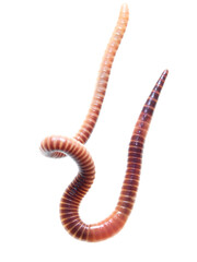 Earthworm on a white background.