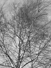 Fototapeta na wymiar Bare tree branches in nature.