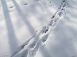 Fototapeta na wymiar The footprints of the beast on the white snow