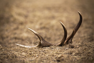 Shed from red deer, cervus elaphus, stag lying on the ground in spring nature. Fallen antler from...