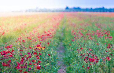 Obraz premium A huge field of Ranunculus in white and red, for industrial cultivation for export, Israel