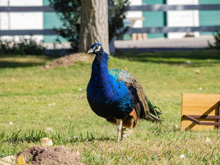 Fototapeta premium Peacock walking around in the Floyd Lamb Park