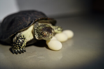 demale turtle reptile and eggs isolated