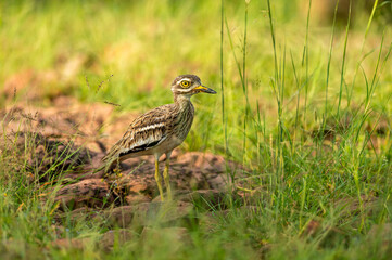 Indian stone curlew or Indian thick knee portrait in natural green background at ranthambore national park or tiger reserve sawai madhopur rajasthan india - Burhinus indicus