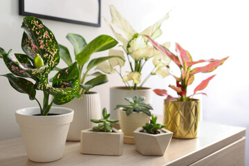 Collection of exotic houseplants with beautiful leaves indoors