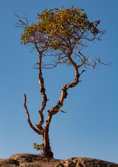 Lonely tree on top of the hill isolated in the blue sky background. Selective focus, travel photo, nobody, view from the bottom, vertical.