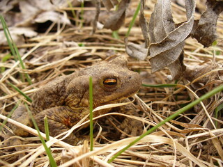 frog in the grass