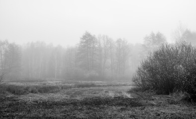Black and white view of a foggy autumnal morning in the wetlands of Kampinos National Park, Truskaw, Poland. The silhouettes of the trees and bushes are blurred due to the fog rising over the field.